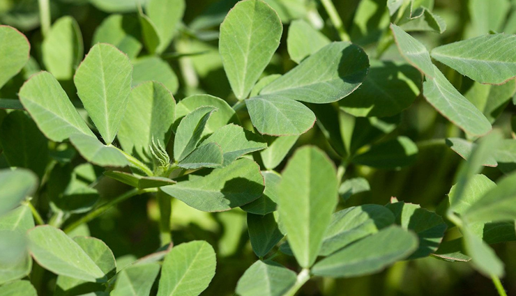 household,5 medicinal plants to grow at home,medicinal plants,kitchen garden plants