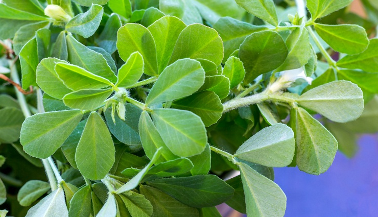 8 Proven Health Benefits of Methi