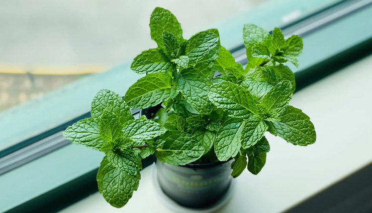 diy ways to use fenugreek seeds to treat hair loss,beauty tips,beauty hacks