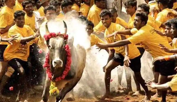indian festivals,indian festivals with animals,festivals,jallikattu,tamil nadu,dhirio,goa,kambala,karnataka,cow trampling,madhya pradesh,fox darshan,tamil nadu,bulbul soraai juj,assam