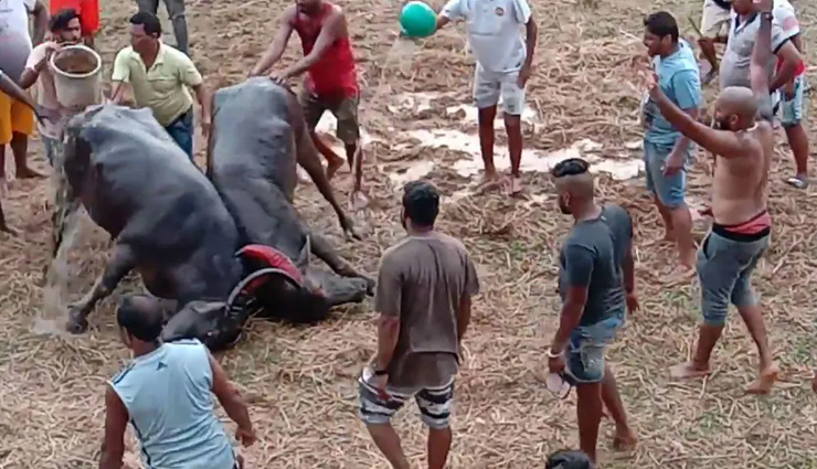 indian festivals,indian festivals with animals,festivals,jallikattu,tamil nadu,dhirio,goa,kambala,karnataka,cow trampling,madhya pradesh,fox darshan,tamil nadu,bulbul soraai juj,assam