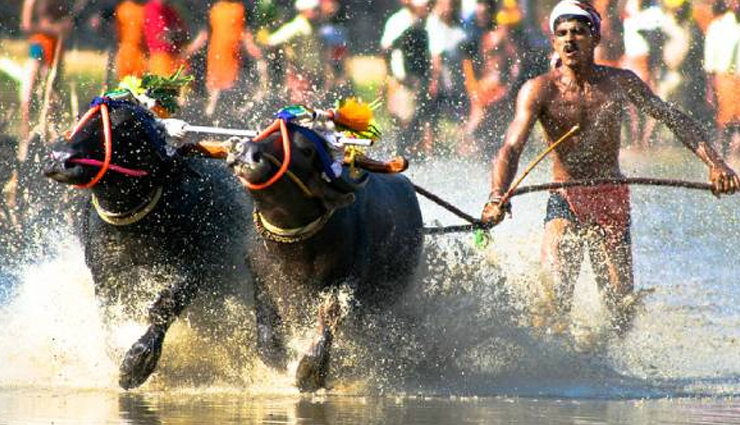indian festivals,indian festivals with animals,festivals,jallikattu,tamil nadu,dhirio,goa,kambala,karnataka,cow trampling,madhya pradesh,fox darshan,tamil nadu,bulbul soraai juj,assam