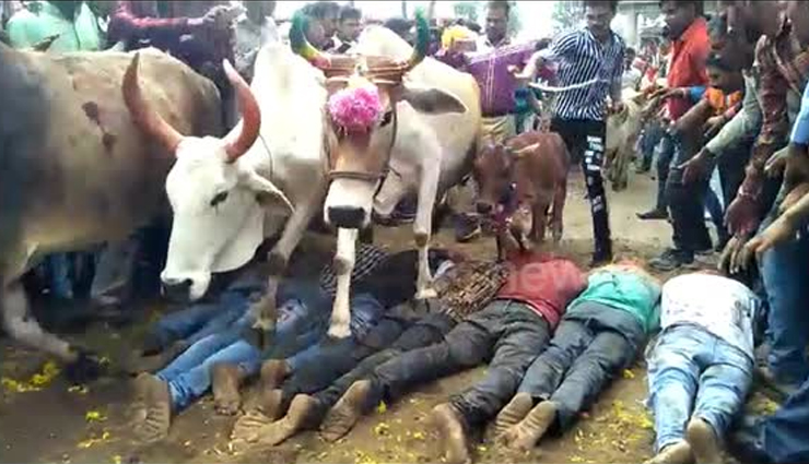 indian festivals,indian festivals with animals,festivals,jallikattu,tamil nadu,dhirio,goa,kambala,karnataka,cow trampling,madhya pradesh,fox darshan,tamil nadu,bulbul soraai juj,assam