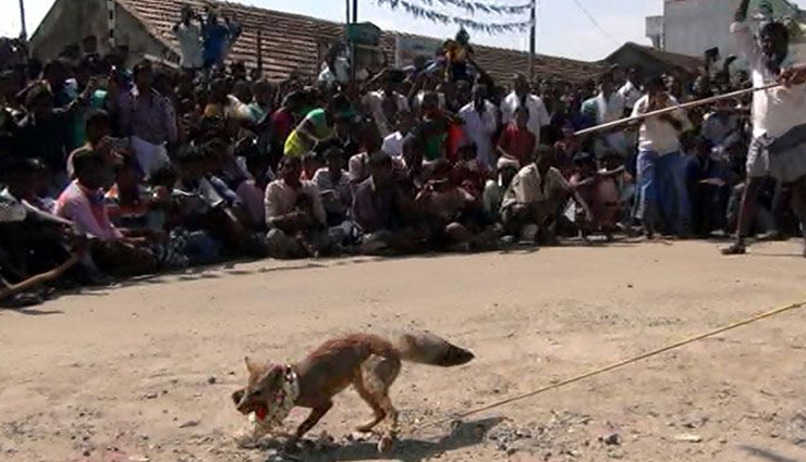 indian festivals,indian festivals with animals,festivals,jallikattu,tamil nadu,dhirio,goa,kambala,karnataka,cow trampling,madhya pradesh,fox darshan,tamil nadu,bulbul soraai juj,assam