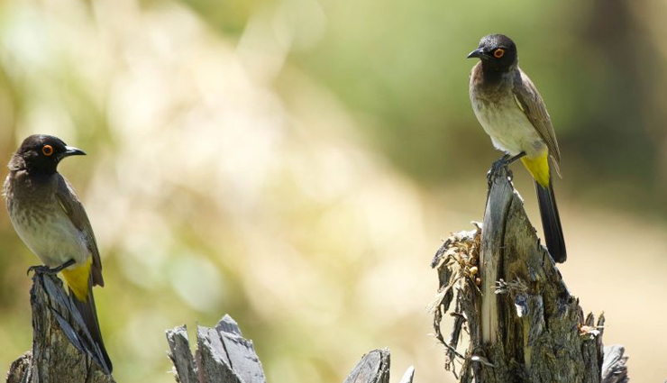 indian festivals,indian festivals with animals,festivals,jallikattu,tamil nadu,dhirio,goa,kambala,karnataka,cow trampling,madhya pradesh,fox darshan,tamil nadu,bulbul soraai juj,assam