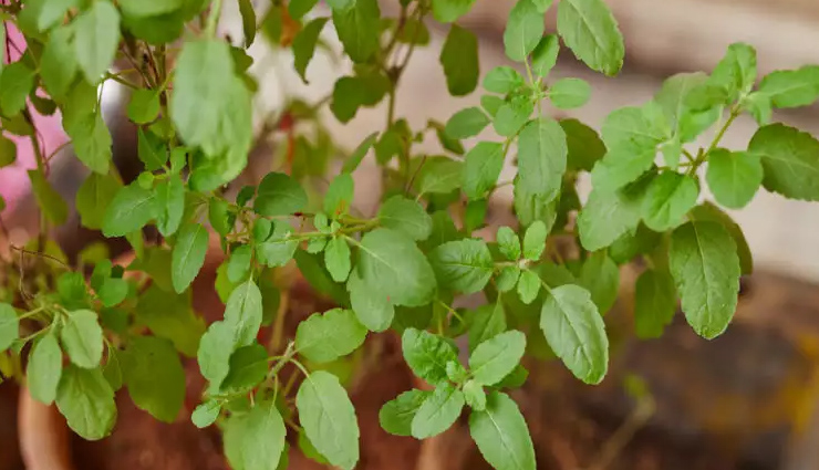 stay hydrated,cold water sponging,vinegar compress,luke warm water bath,moringa leaf,tulsi,tamarind,effective ways to get relief from fever,home remedies for fever,Health tips,fitness tips