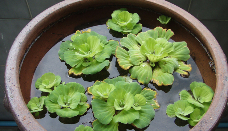 fever symptoms,home remedies for fever symptoms,Health tips,fitness tips