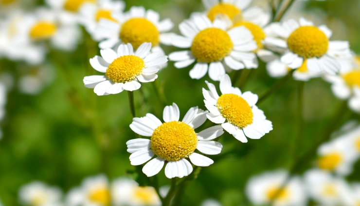 8 Amazing Benefits Of Feverfew