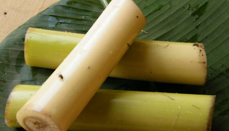 क्या आपने कभी किया हैं केले के तने का सेवन, सेहत को मिलते हैं ये 6 तरह के फायदे Health,health benefits of banana stem,banana stem health benefits,healthy food banana stem,banana benefits,healthy living,Health tips