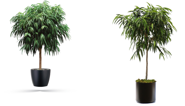 household tips,try theses 5 plants inside your house for amazing air,indoor plants,plants that you can grow at home for fresh air,plants that give amazing air