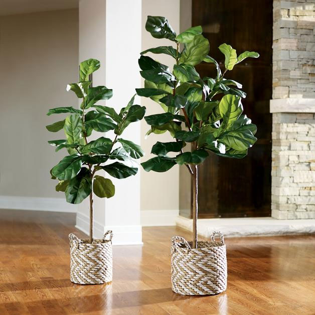 indoor plants,plats for house decoration,household tips,fiddle-leaf fig tree,split-leaf philodendron,meyer lemon tree,kentia palm,castiron plant