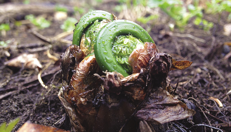 fiddleheads,health benefits of fiddleheads,helthy food fiddleheads,fiddleheads health benefits,Health,Health tips
