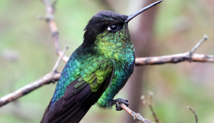 hummingbird species exploration,enchanting varieties of hummingbirds,unveiling diverse hummingbird species,avian wonders: 10 enchanting types,vibrant colors in hummingbird species,birdwatcher delight: diverse hummingbird species,hummingbird species showcase,discovering unique hummingbird varieties,intriguing features of hummingbirds,exploring the world of hummingbird species