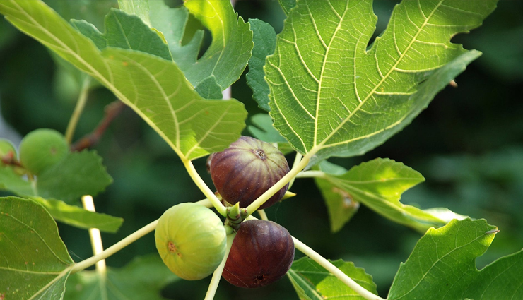 genital warts at home,treatment of genital warts at home,genital warts,genital warts,warts treatment