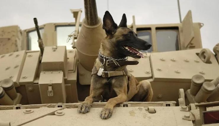 दो देशों के बीच सीमा पर एक कुत्ते की वजह से छिड़ा था भीषण युद्ध, हैरान करने वाला मामला