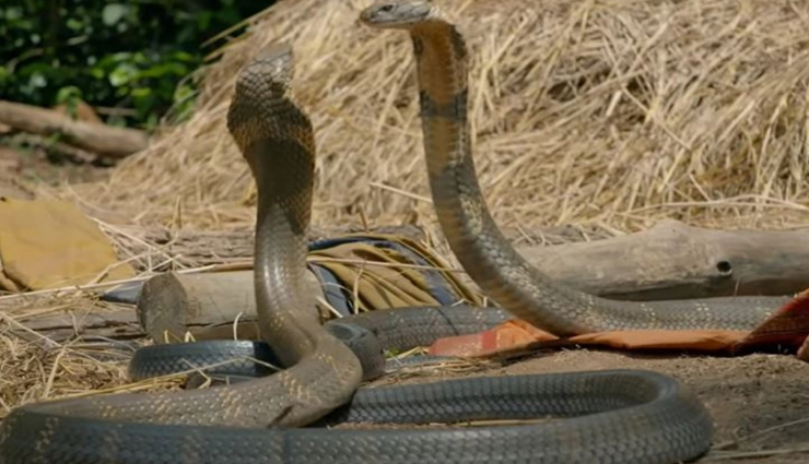 VIDEO : नागिन को पाने के लिए दो सांपों में हुई भयंकर लड़ाई, 5 घंटे तक चली जंग, जानें किस हुई जीत 