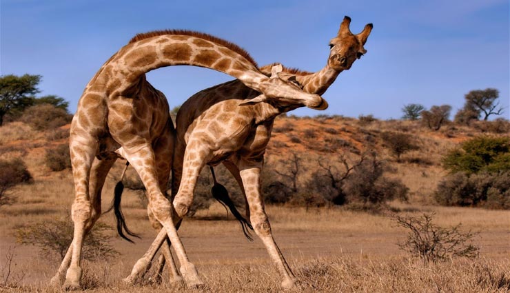 VIDEO : दो जिराफ के बीच की अतरंगी लड़ाई का यह विडियो कर रहा सभी को हैरान