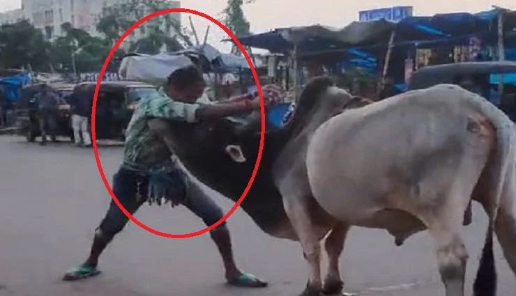 इस शख्स ने मिनटों में चटा  दी सांड को धूल, लोग बोले -  'बाहुबली का भल्लालदेव'