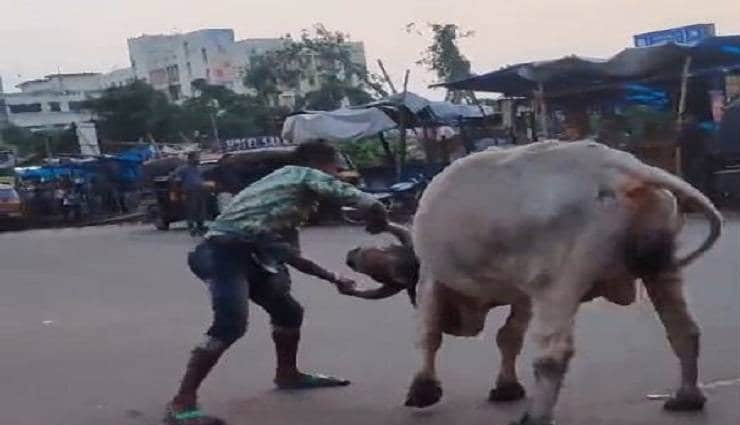 इस शख्स ने मिनटों में चटा दी सांड को धूल, लोग बोले - 'बाहुबली का भल्लालदेव' weird news in hindi,man,bull,man bull fight,road,bahubali
