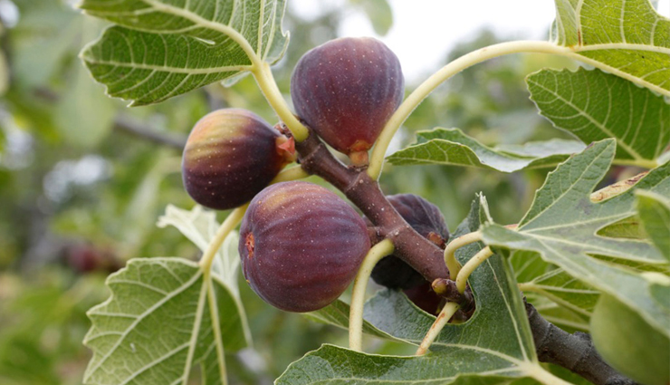 figs,health benefits of figs,figs for good health,healthy food figs,figs for good health,healthy food figs for body,body care,healthy food,healthy living,Health tips