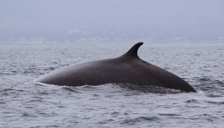 monterey bay whale watching,whale species in monterey bay,blue whales in monterey bay,killer whales in monterey bay,gray whale migration,humpback whales in monterey bay,minke whales in monterey bay,fin whales in monterey bay,bairds beaked whale sighting,whale watching season,whale behavior in monterey bay,best time for whale watching,whale habitat in monterey bay,marine sanctuary in monterey bay,monterey bay wildlife,unique whale sightings,best places for whale watching,guided whale watching tours,conservation of whales in monterey bay,sustainable whale watching