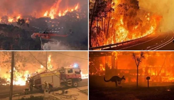 weird news,weird incident,australia news,ten thousand camels will be killed