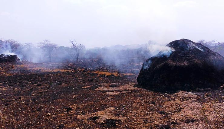 उदयपुर : गोगुंदा के जंगलों में लगी भीषण आग, 5 घंटे की कड़ी मशक्कत के बाद 3 दमकल ने पाया काबू