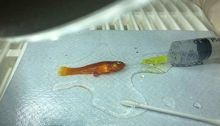 एक ग्राम वाली मछली की जान बचाने के लिए मालिक ने ऑपरेशन पर खर्च किए 9000 रुपये, जानकर सभी हुए हैरान 