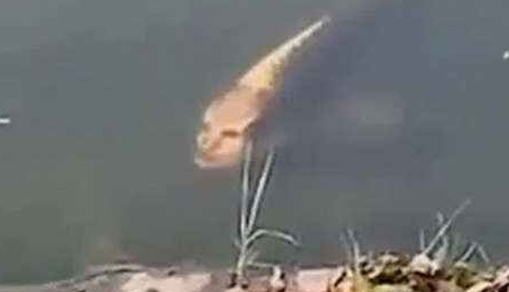 इंसानी चेहरे वाली मछली को देख आपके भी उड़ जायेंगे होश, वीडियो हो रहा है वायरल