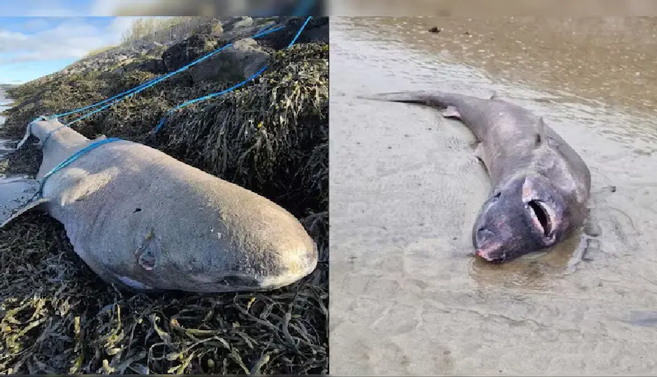 समुद्र के गहराइयों से आया 150 साल पुराना रहस्य, बीच पर मिली 500 साल तक जीवित रहने वाली दुर्लभ शार्क; वैज्ञानिक भी चकित