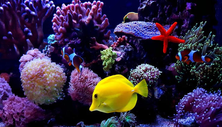 astrology tips,astrology tips in hindi,pets importance in life