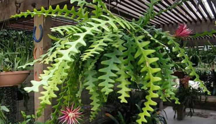 plants to rule the indoor garden,indoor garden,plants for indoor garden,household tips,home decor tips