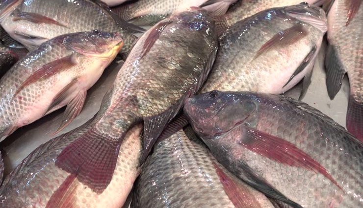 Health tips,benefits of fish,fish,benefits,Health