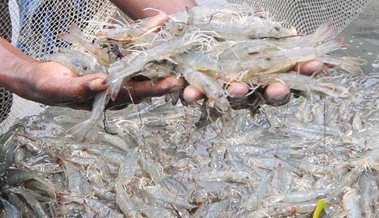 Goa bans fish import from other states till month end