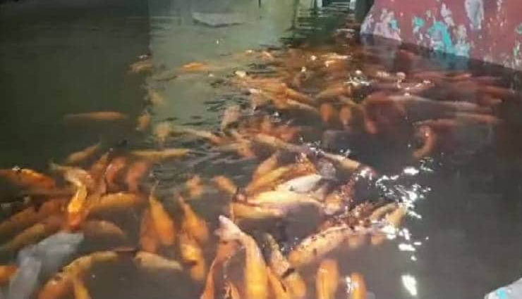 uttar pradesh,rain,varanasi,bihar,flood,fish,water logging,monsoon,weird news in hindi