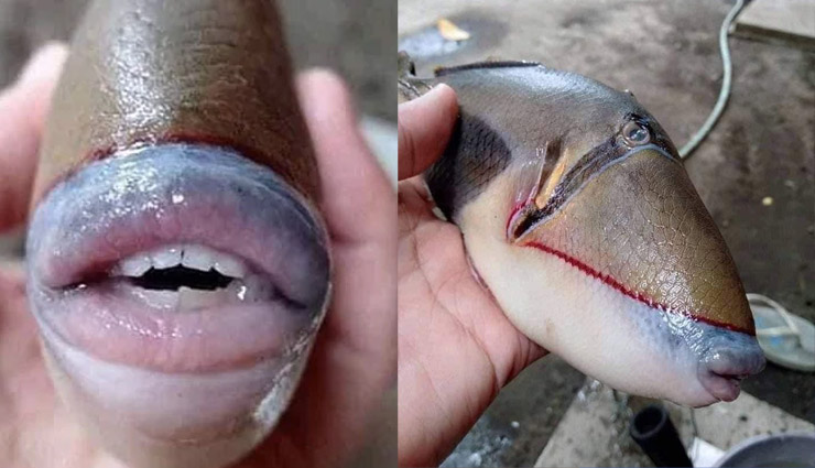 इंसान जैसी दिखने वाली मछली, होठ और दांत देख लोग हैरान