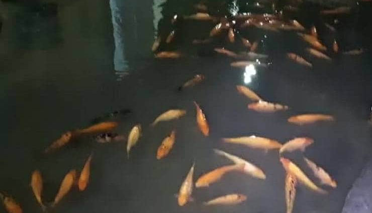 भारी बारिश के चलते तालाब और नाले हुए ओवरफ्लो, सड़कों पर निकल पड़ी मछलियां