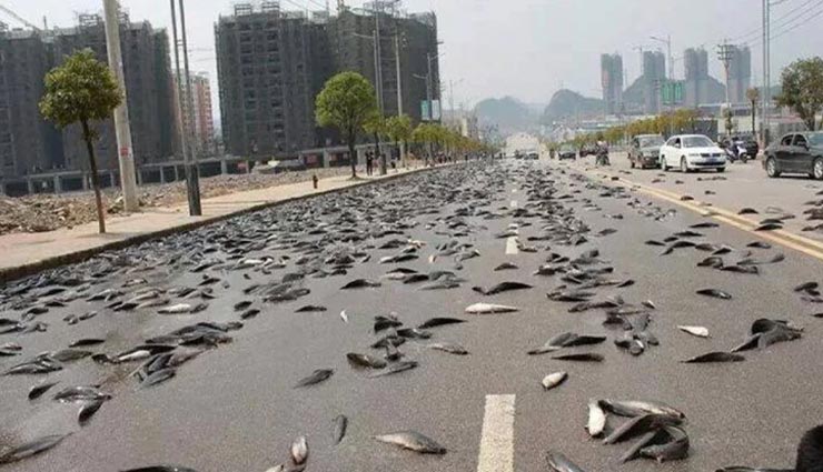 Weird story the sky rains fish in honduras happen every year 119330 आखिर  क्यों पीछले 100 सालों से हो रही यहां मछलियों की बारिश, कारण हैरानी वाला -  lifeberrys.com हिंदी