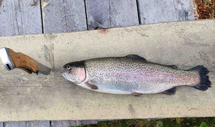 most healthiest fish from around the world,Health,healthy living