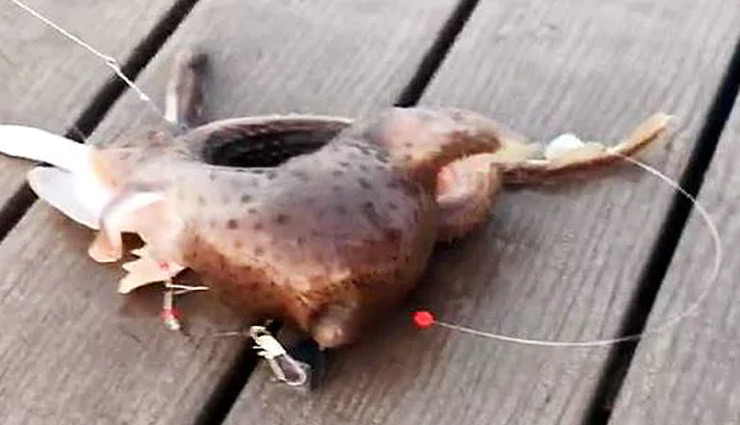 fisherman,caught,mystery,alien,animal,three legged,sea monster,weird monster,weird creature,weird news