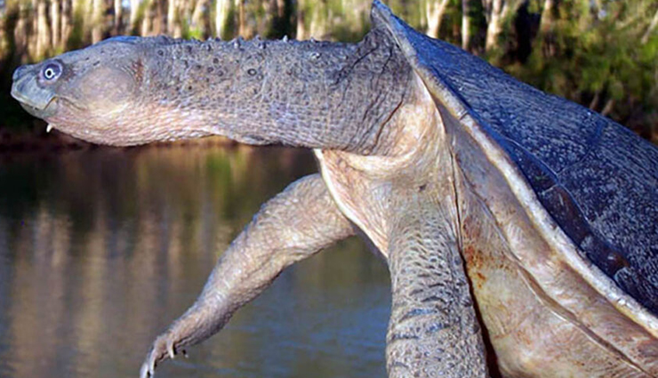 australian unique wildlife,bizarre wildlife australia,unusual animals down under,extraordinary wildlife of australia,quirky australian fauna,weird and exotic creatures australia,fascinating wildlife encounters,australias peculiar wildlife,strange animals of the land down under,astonishing australian fauna