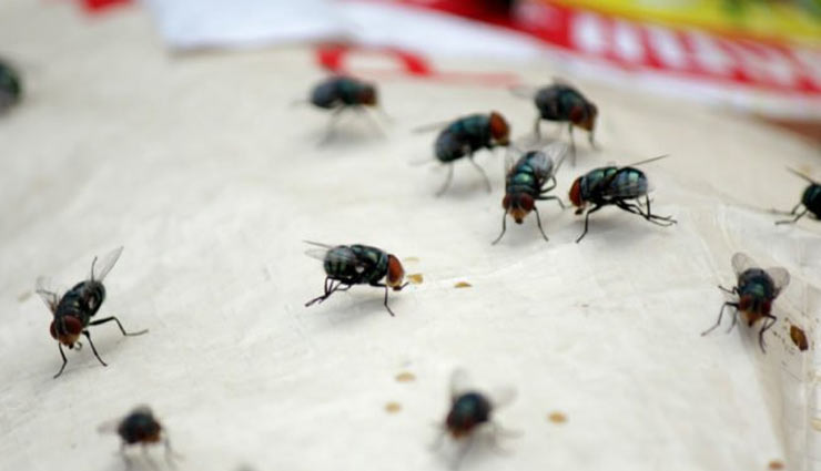 मक्खियां करती हैं आपको बीमार, छुटकारा पाने के लिए आजमाए ये उपाय