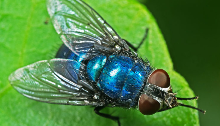 flying animals to watch out for in illinois,most hazardous birds and bats in illinois,dangerous aerial creatures in illinois,flying wildlife posing risks in illinois,threatening flying animals in illinois,beware of these dangerous fliers in illinois,illinois wildlife with potential danger in flight,risks from flying creatures in illinois,hazards from airborne animals in illinois,staying safe from dangerous flying wildlife in illinois