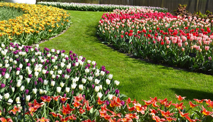 places to gaze at the beautiful flowers,okinawa,tokyo,blickling estate,norfolk,uk,keukenhof,lisse,the netherlands,monets garden,giverny,france,cape floral kingdom,south africa,mainau island,germany