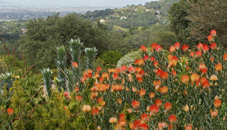 places to gaze at the beautiful flowers,okinawa,tokyo,blickling estate,norfolk,uk,keukenhof,lisse,the netherlands,monets garden,giverny,france,cape floral kingdom,south africa,mainau island,germany