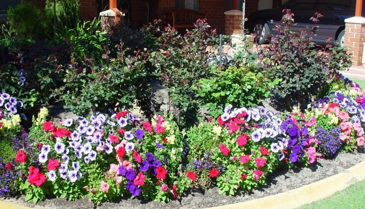 आपकी किस्मत का दरवाजा खोलेंगे ये पौधे, जीवन में लाते हैं सकारात्मकता