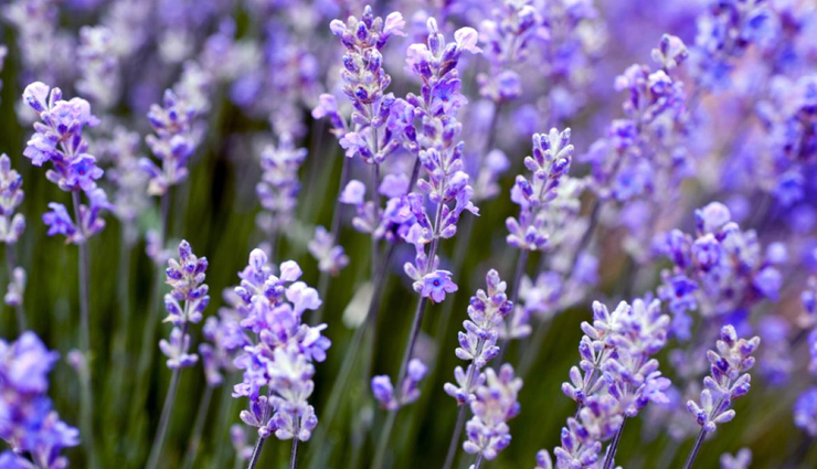 flowers for beauty,flowers home remedies,skin care tips,beauty tips,hair care tips