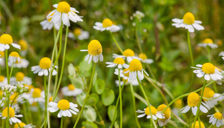 flowers for beauty,flowers home remedies,skin care tips,beauty tips,hair care tips