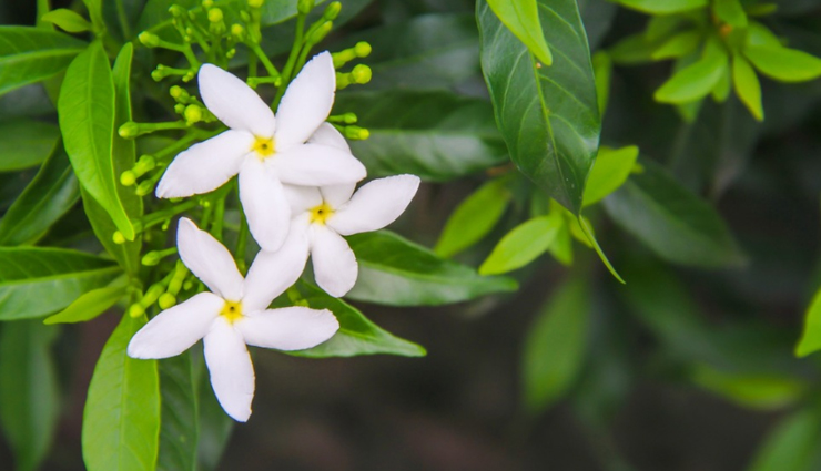 flowers for beauty,flowers home remedies,skin care tips,beauty tips,hair care tips