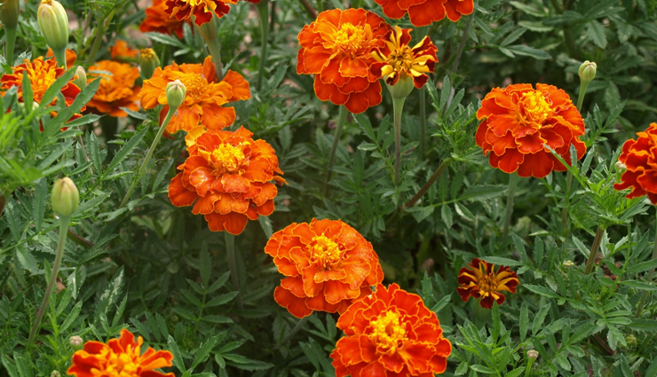 flowers for beauty,flowers home remedies,skin care tips,beauty tips,hair care tips